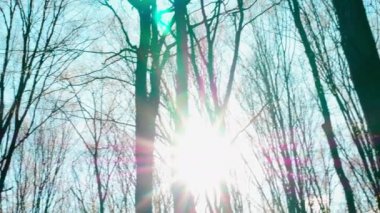 İnanılmaz güzel güneş ormanda parlıyor, gün batımı kuru ağaçların arka planında.