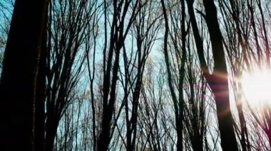 Ormanın arka planında, ormanda güneş parlıyor, gün batımı ya da şafak kuru ağaçların arka planına karşı, güneş ışınları kuru ormanı aydınlatıyor.