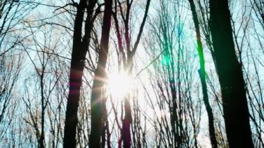  İnanılmaz güzel güneş ormanda parıldıyor, gün batımı kuru ağaçların arka planında, güneş ışınları ormanı aydınlatıyor kuru, yoğun ormanı ışınlar ile aydınlatıyor..