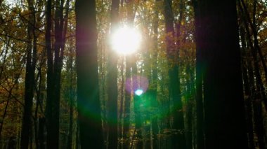 Sonbahar ormanı arka planında, güneşin ormanda parlamasıyla, gün batımında veya şafakta kuru ağaçların arka planına karşı, güneş ışınları kuru ormanı aydınlatır..
