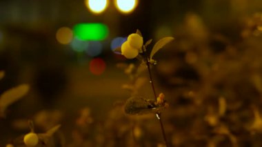 Bir gece şehrinin arka planında bir dal, yeşil böğürtlenli bir dal, gece vakti doğanın bir arka planı ile Bokeh 'in arka planında