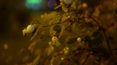 Böğürtlen, bir gece şehrinin arka planında, yeşil böğürtlenli bir dal, gece doğanın arka planı, Bokeh ışınlarının arka planına karşı.