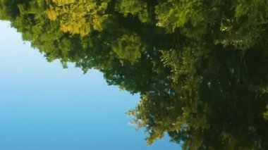 Ormandaki nehrin yakınındaki arka plan doğası, nehirdeki ormanın güzel yansıması. Su ormana sıçrar. Yaz arkaplanı Caric Doğa ile rahatlatıcı