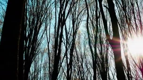 Lesní Pozadí Slunečními Paprsky Lese Západ Slunce Nebo Svítání Pozadí — Stock video