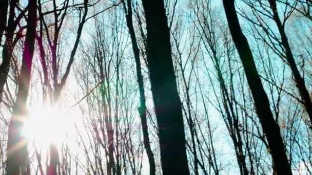 森林里阳光灿烂 落日映衬着干枯的树木 阳光照射着干枯的森林 茂密的森林里闪烁着光芒 森林的背景 — 图库视频影像