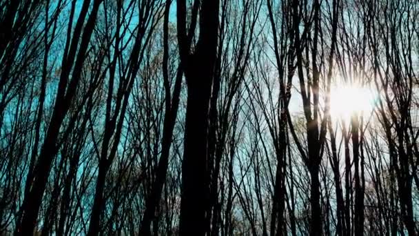 Beau Soleil Éblouissant Dans Forêt Coucher Soleil Sur Fond Arbres — Video