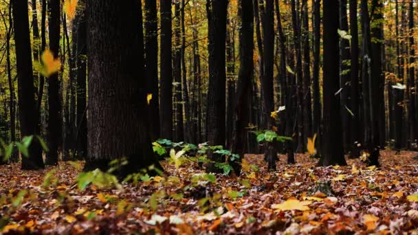Pozadí Podzimní Les Padajícím Listím Husté Stromy Lese Žlutém Listoví — Stock video