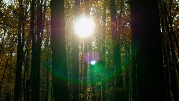 乾燥した木の背景に太陽のまぶしさ 日没や夜明けと秋の森の背景 太陽の光線は乾燥した森を照らす — ストック動画