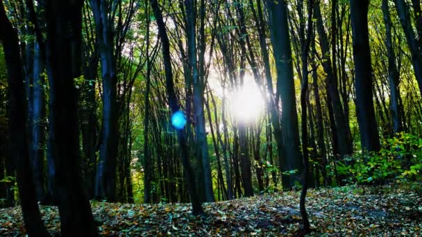 在茂密的森林里 阳光灿烂 阳光在森林中闪耀 夕阳在枯树的衬托下 阳光照亮了茂密的森林 全景森林 — 图库视频影像