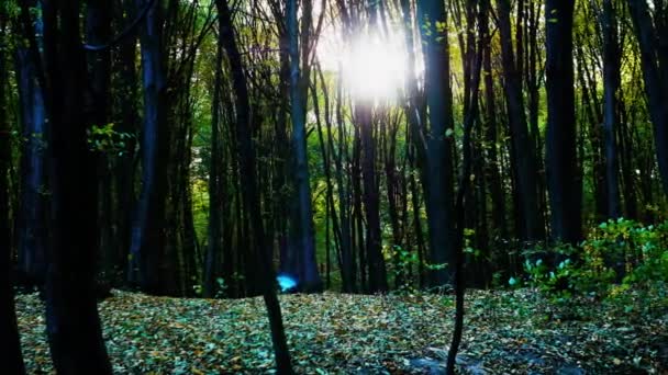 Hintergrund Mit Dem Funkeln Der Sonne Wald Ein Schöner Sommerhintergrund — Stockvideo