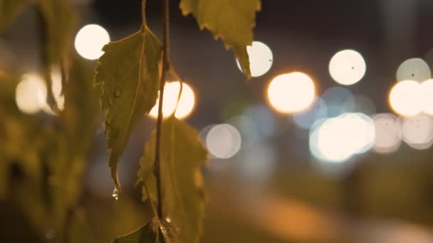 Close Foliage Swaying Wind Backdrop Night City Foliage Bokeh Background — Stock Video