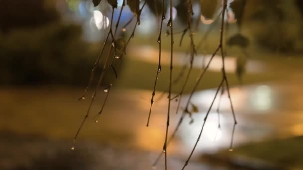 Bakgrund Naturen Kvistar Regnvatten Droppar Träd Kvistar Bakgrunden Natten Staden — Stockvideo