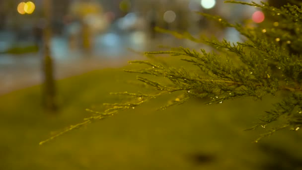 在夜城的背景下 一丛美丽的雨林中 在夜晚的风中 一丛绿灌木在灯笼的背景下摇曳 树枝上的露水 — 图库视频影像