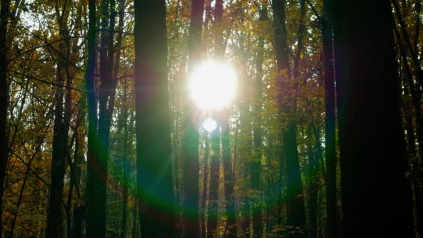 鬱蒼とした森の中で信じられないほど美しい太陽のフリッカー 森の中で日グレア 乾燥した木の背景に夕日 太陽の光が鬱蒼とした森を照らす パノラマの森 — ストック動画