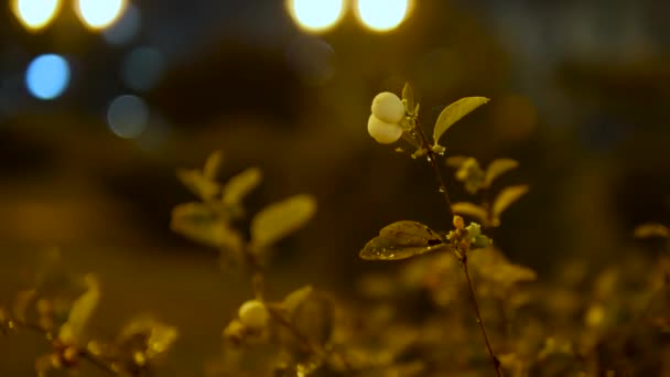 夜の街を背景に枝の上のベリー 緑のベリーの枝 夜の自然の背景 — ストック動画