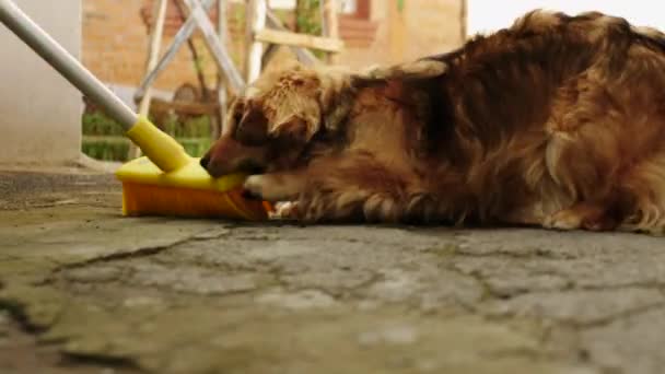 Ένα Όμορφο Εγχώριο Σκυλί Παίζει Μια Σκούπα Ένα Κόκκινο Σκυλί — Αρχείο Βίντεο