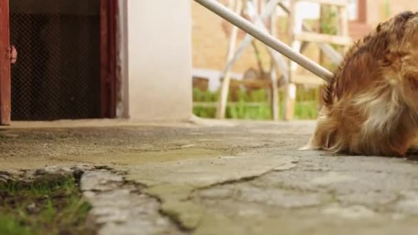 一只漂亮的家犬和扫帚玩耍 一只红狗和院子里的主人玩耍 — 图库视频影像