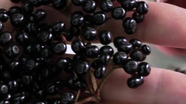 Doğal yaşlı böğürtlen ellerinde. Bir çiftçinin elinde böğürtlen, yakın plan Mürver.