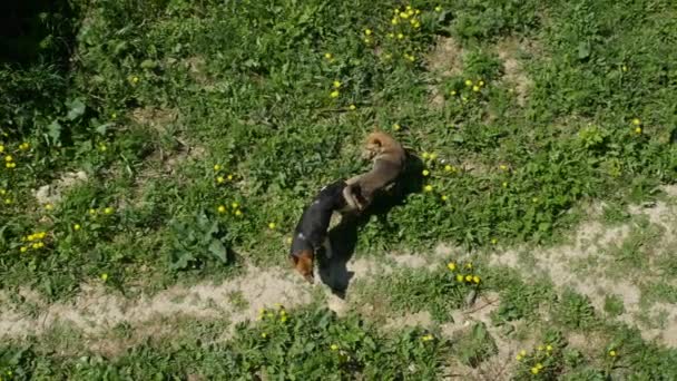 Delikatne Skupienie Psy Sparowane Wiosnę Hodowla Bezpańskie Psy — Wideo stockowe