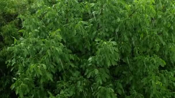 Літній Фон Дощу Дощі Падають Листя Дерева — стокове відео