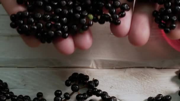 Close Black Berry Hands Farmer Elderberry Hands Man Top View — Stock Video