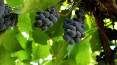 Rüzgar Bush 'u olgunlaşmış mavi üzümlerle, şarap yapımında sallıyor. Ağaç dalında bir demet üzüm. Güzel olgun böğürtlen. Yeşil yapraklı asma fidanlığı