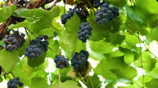 Plantación Uvas Azules Ramo Uvas Cámara Lenta — Vídeos de Stock