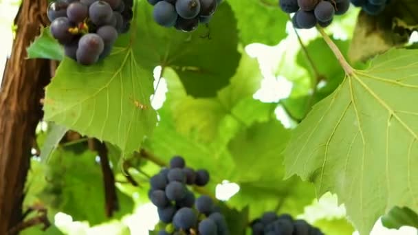 蓝色葡萄的种植 慢动作的一串葡萄 一排排葡萄酿酒厂葡萄藤上的葡萄 — 图库视频影像