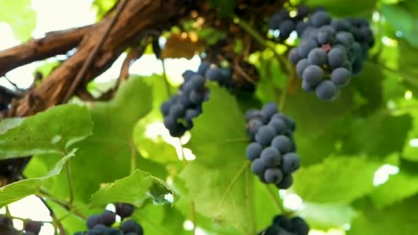 Planten Van Blauwe Druiven Druiven Slow Motion Natuurlijke Druiven Wijnstok — Stockvideo