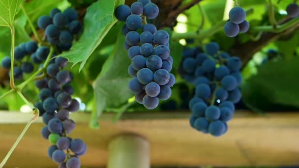 天然灌木与成熟的蓝色葡萄 一串葡萄在树枝上 美丽成熟的蓝莓 生长缓慢 绿叶的人工林 — 图库视频影像