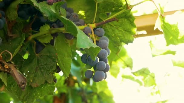 Winogrona Promieniami Słonecznymi Grono Winogron Tle Słońca — Wideo stockowe
