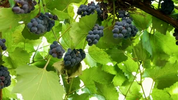 天然灌木与成熟的蓝色葡萄 葡萄在树枝上 美丽成熟的蓝莓 有绿叶的葡萄园种植园 — 图库视频影像
