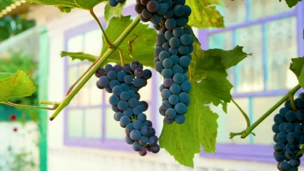 Wind Zwaait Bush Met Rijpe Blauwe Druiven Wijn Maken Druiven — Stockvideo
