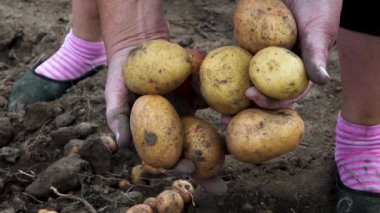 Yakın plan yaşlı kadın çiftçi elinde hasat edilmiş patatesleri tutuyor, tarımla meşgul. Patates, el ve toprak lekeli patatesten yapılmış bir ürün. Sebze yetiştiriyorum