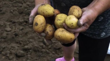 Yaşlı bir kadın çiftçi hasat edilen patates mahsulünü gösteriyor, hasat edilen patatesleri elinde tutuyor, tarımla meşgul. Toprak lekeli eller ve patatesler. Sebze yetiştiriyorum