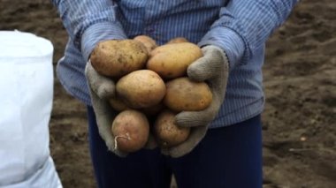 Yakın plan. Yaşlı bir çiftçi elinde patates topluyor ve tarımla uğraşıyor. Patates, el ve toprak lekeli patatesten yapılmış bir ürün. Sebze yetiştiriyorum