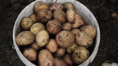 Patatesleri hasat et, sebze bahçesindeki kovada taze yetişmiş patatesler, patates hasat et.
