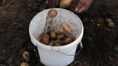 Yaşlı kadın hasat çiftliği patatesleri, sebze bahçesindeki kovada taze yetişmiş patatesler, patates hasadı.