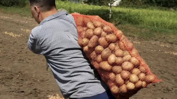 Agricultor Colhe Batatas Plantação Batata Negócio Agrícola Para Cultivo Batatas — Vídeo de Stock