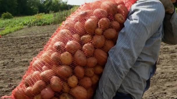 Colheita Batatas Agricultor Com Saco Camponês Cheio Batatas Plantação Batata — Vídeo de Stock
