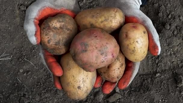Close Boer Houdt Geoogste Aardappelen Zijn Hand Houdt Zich Bezig — Stockvideo