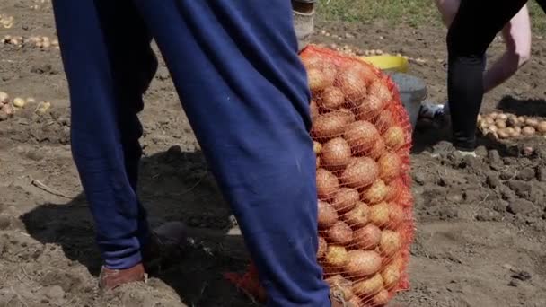 Μαζεύω Πατάτες Μια Φυτεία Άνθρωποι Μαζεύουν Πατάτες Από Έδαφος Καλλιεργούν — Αρχείο Βίντεο