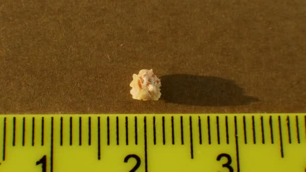Top View Oxalate Stone Human Kidney Close Measure Size Stone — Stock Video