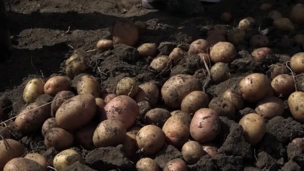 Starsza Kobieta Zbiera Ziemniaki Plantacji Ziemniaki Ogrodzie Świeżo Uprawiane Ziemniaki — Wideo stockowe