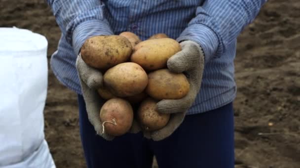 Close Elderly Man Farmer Holds Harvested Potatoes His Hand Engaged — Stock Video