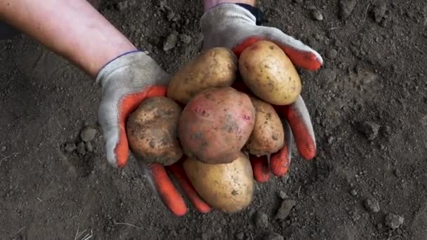 Boer Houdt Geoogste Aardappelen Zijn Hand Landbouw Een Product Van — Stockvideo