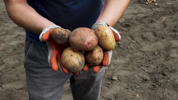 若い農家の男が収穫したジャガイモを手に 農業に従事しています 土の汚れのついたジャガイモと手とジャガイモで作られた製品 野菜栽培 — ストック動画