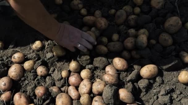 Uma Idosa Colhe Batatas Numa Plantação Batatas Jardim — Vídeo de Stock