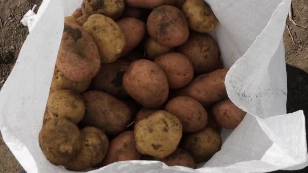 Batatas Grandes Uma Bolsa Branca Uma Plantação Batatas Colheita — Vídeo de Stock