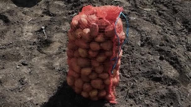Aardappelen Een Maaszak Een Plantage Jonge Aardappelen Tuin — Stockvideo